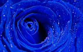 Blue rose, core