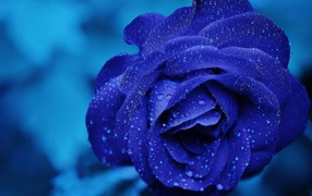 Blue rose after heavy rain