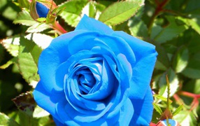 Blue rose bloomed in the garden