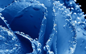 Синяя роза в пузырьках воздуха