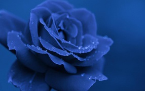 Blue rose in the evening