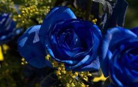 Blue roses in the garden