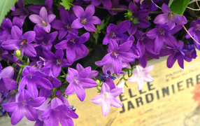 Колокольчики в ящике