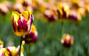 Botanical garden tulips