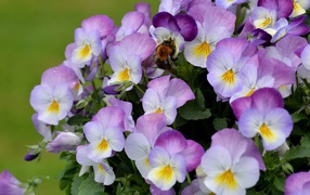 Букет виолы (фиалки, анютины глазки) 