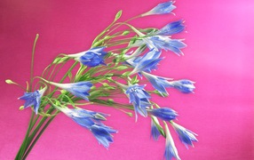 Bouquet of blue wild flowers