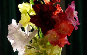 Bouquet of colorful gladioli