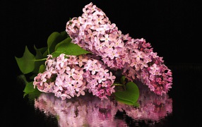 Букет сирени