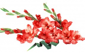 Bouquet of red gladioli