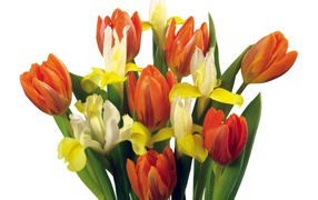 Bouquet of tulips and other flowers