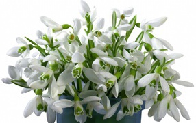 Букет белых цветов в ведре