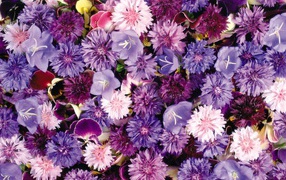 Букет полевых цветов