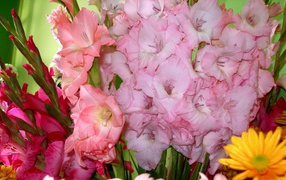 Bouquets of pink gladiolus flowers