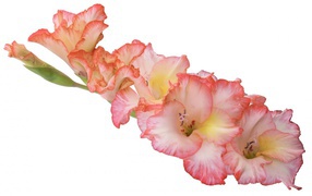 Branch pink gladioli