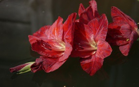 Branch with red gladioli
