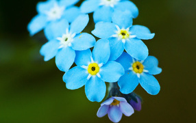 Bright beautiful flowers forget-me-