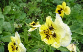 Яркие красивые желтые цветы анютины глазки