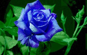 Bright blue rose