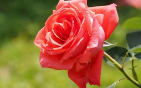 Bright red rose in the garden