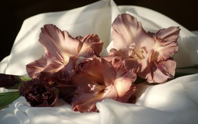 Brown flowers gladiolus