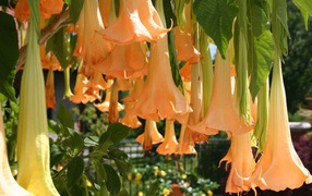 Красивый цветок бругмансия в саду