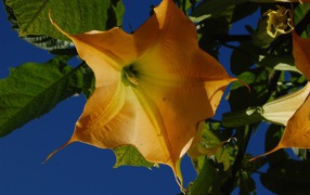 Красивое растение бругмансия в саду