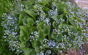 Бруннера сибирская многолетнее растение