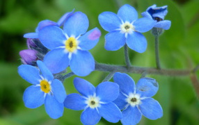 Красивые цветы бруннера в саду