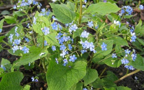 Бруннера многолетнее растение