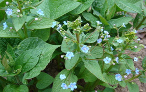 Многолетнее растение бруннера в лесу