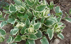 Многолетнее растение бруннера в парке