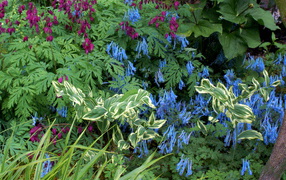 Растение бруннера в саду