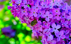 Bumblebee on a lilac