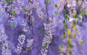 Гроздья из цветов