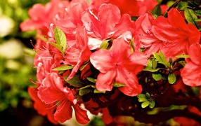 Куст красных цветов