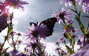 Бабочка на ромашках