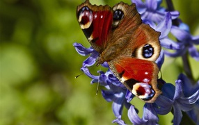 Butterfly on beautiful colors hyacinth