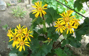 Красивый бузульник в саду