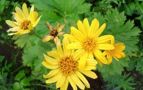 Красивое растение бузульник в парке