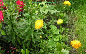 Растение бузульник на дачном участке