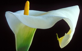 Цветок калла