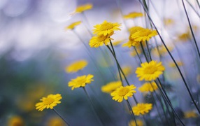 Желтые ромашки