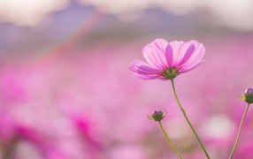 Цвет шиповника