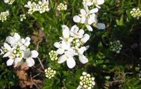 Кавказская резуха на поляне