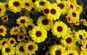 Выращивание цветов хризантема в саду