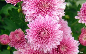 Хризантемы