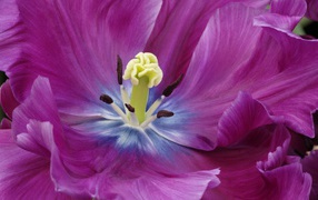 Внутри фиолетового тюльпана