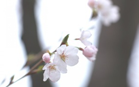 Цвет яблони