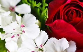 Красочные цветы