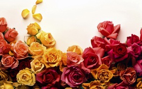 Colors of roses